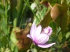 Flowers at Whisperwood