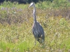 Blue Heron at Whisperwood