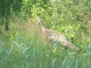 Wild Turkey