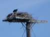 Osprey Nest (Parry Sound)