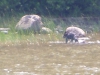 Bear Cub at Craganmor