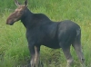 Moose in Algonquin Park