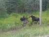 Moose in Algonquin Park