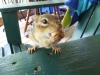 Chipmunk at Whisperwood