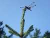 Dragonfly at Whisperwood