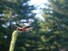 Dragonfly at Whisperwood