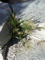 Landscaping - our new front garden