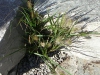 Landscaping - our new front garden
