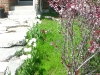 Front garden in Spring