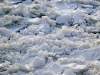 Quebec City - ice!