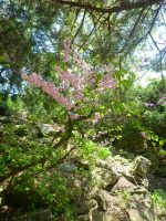 Doris McCarthy Trail to Guildwood