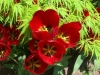 Royal Botanical Gardens, Hamilton