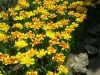 Royal Botanical Gardens, Hamilton