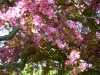 Doris McCarthy Trail to Guildwood