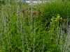 Toronto Music Garden