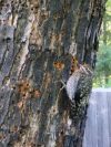 Downy Woodpecker at Summerbloom (outside our back door)