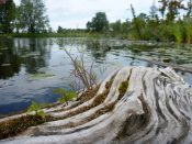 On the Kagawong River