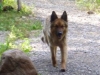 Bebamikawe Memorial Trail - our canine guides