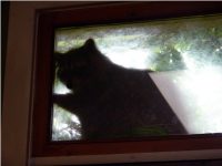 Raccoon