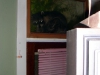 Raccoon