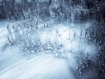Winter Ravine Walk January 2012