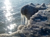 Another ice-dragon?