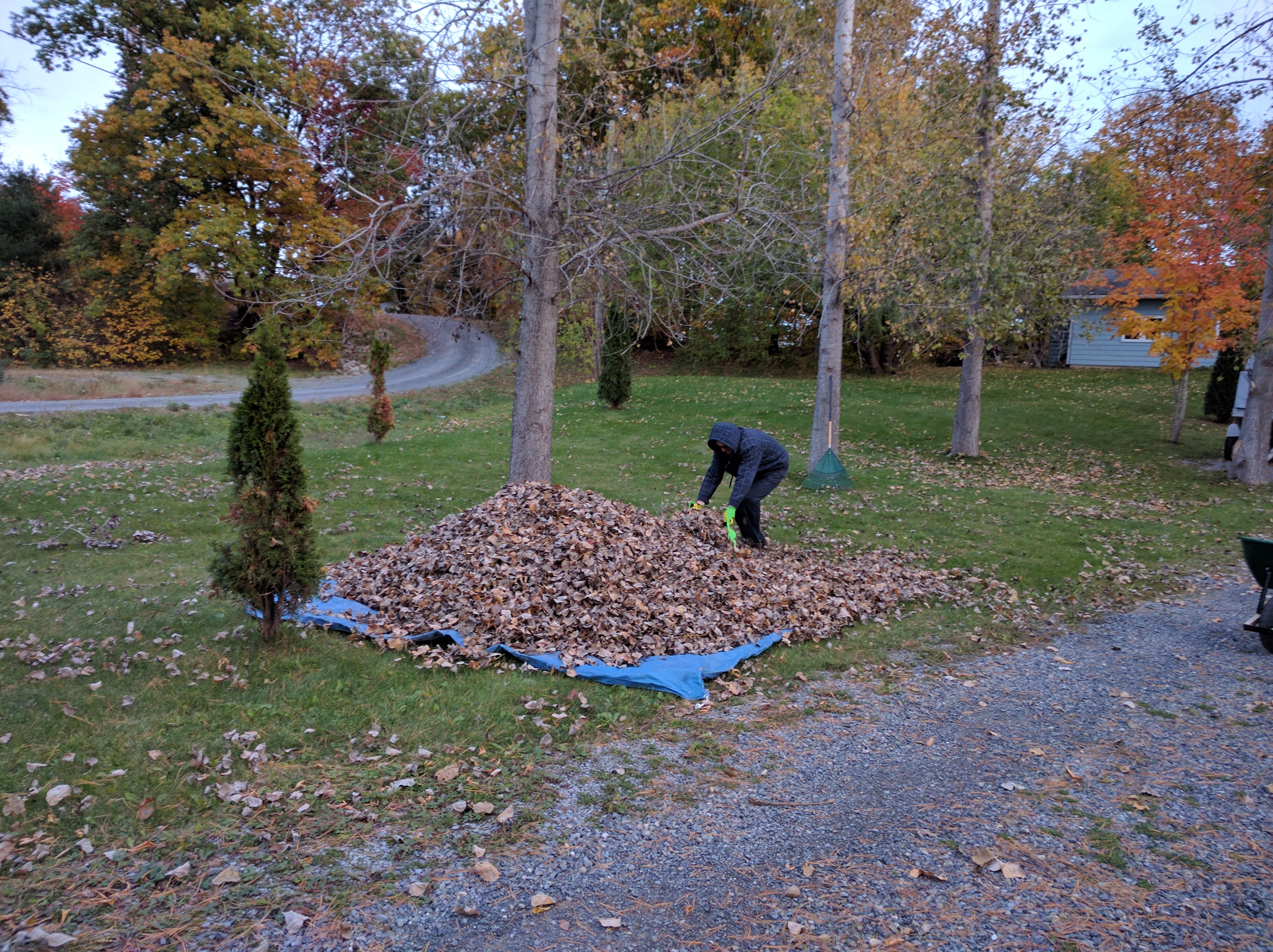 The quick way to move leaves!
