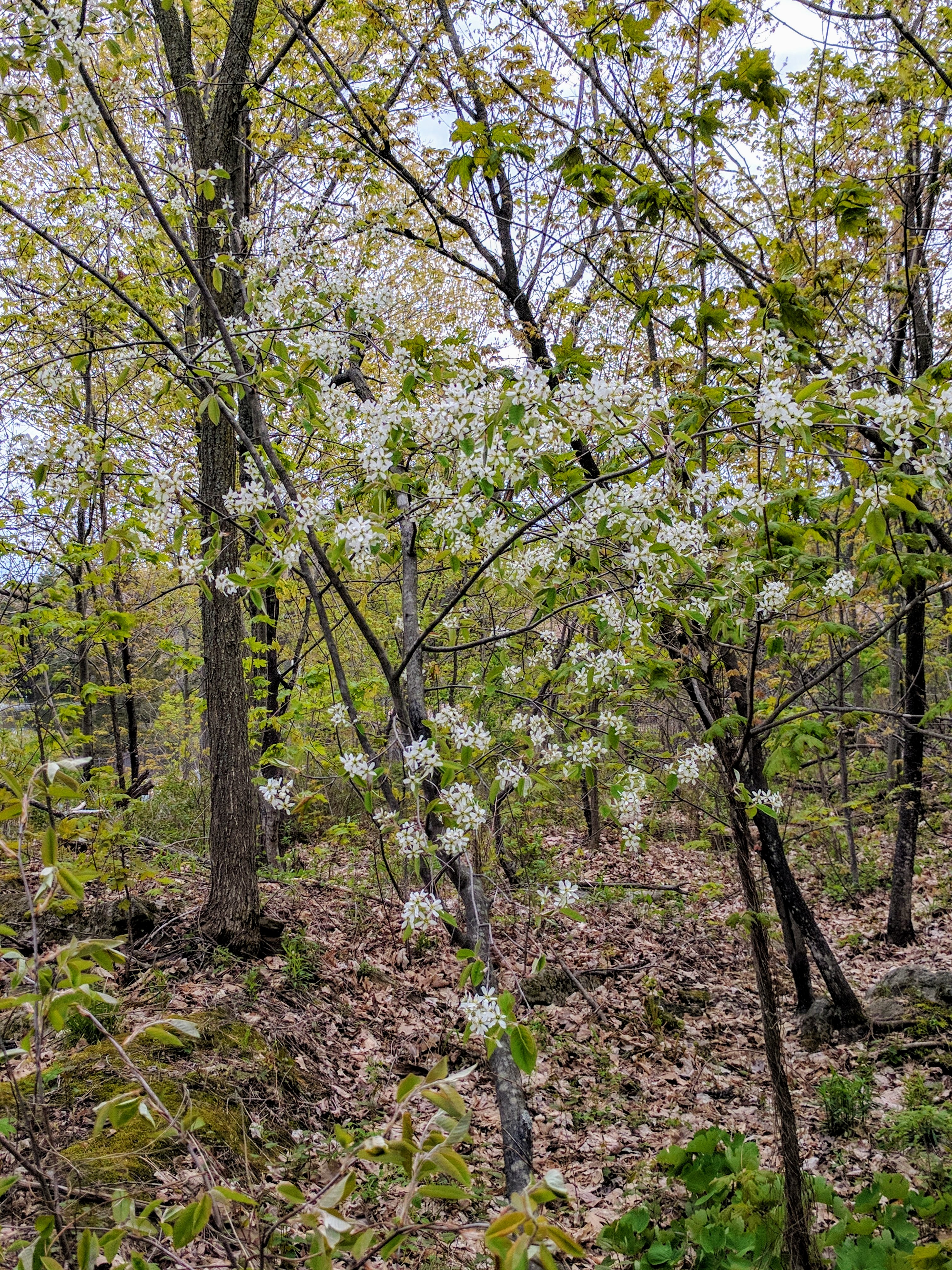 Spring in the wood