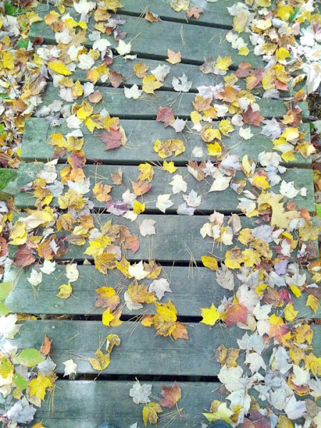 Leaves, Frontenac Park