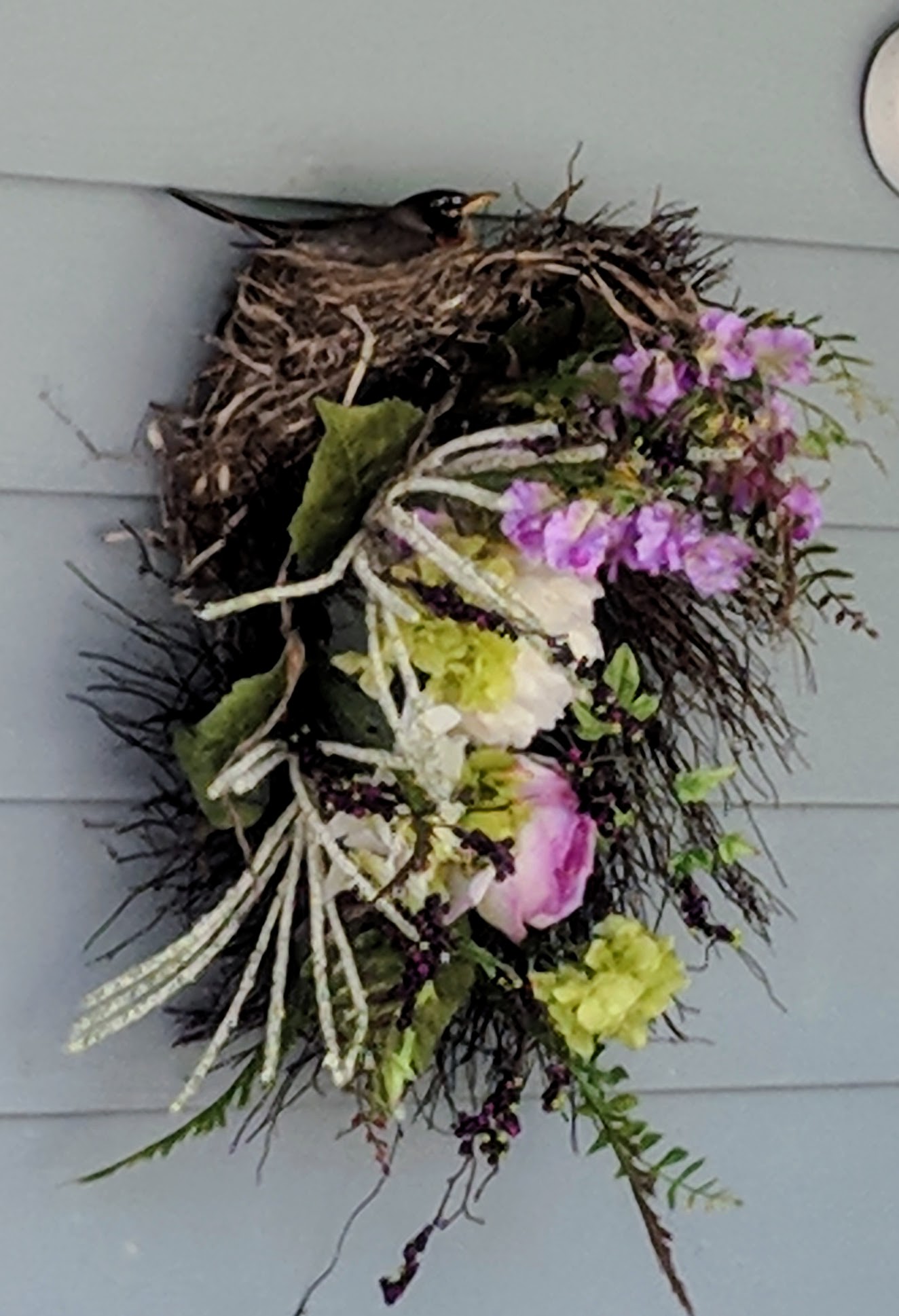 Robin nesting in wreath