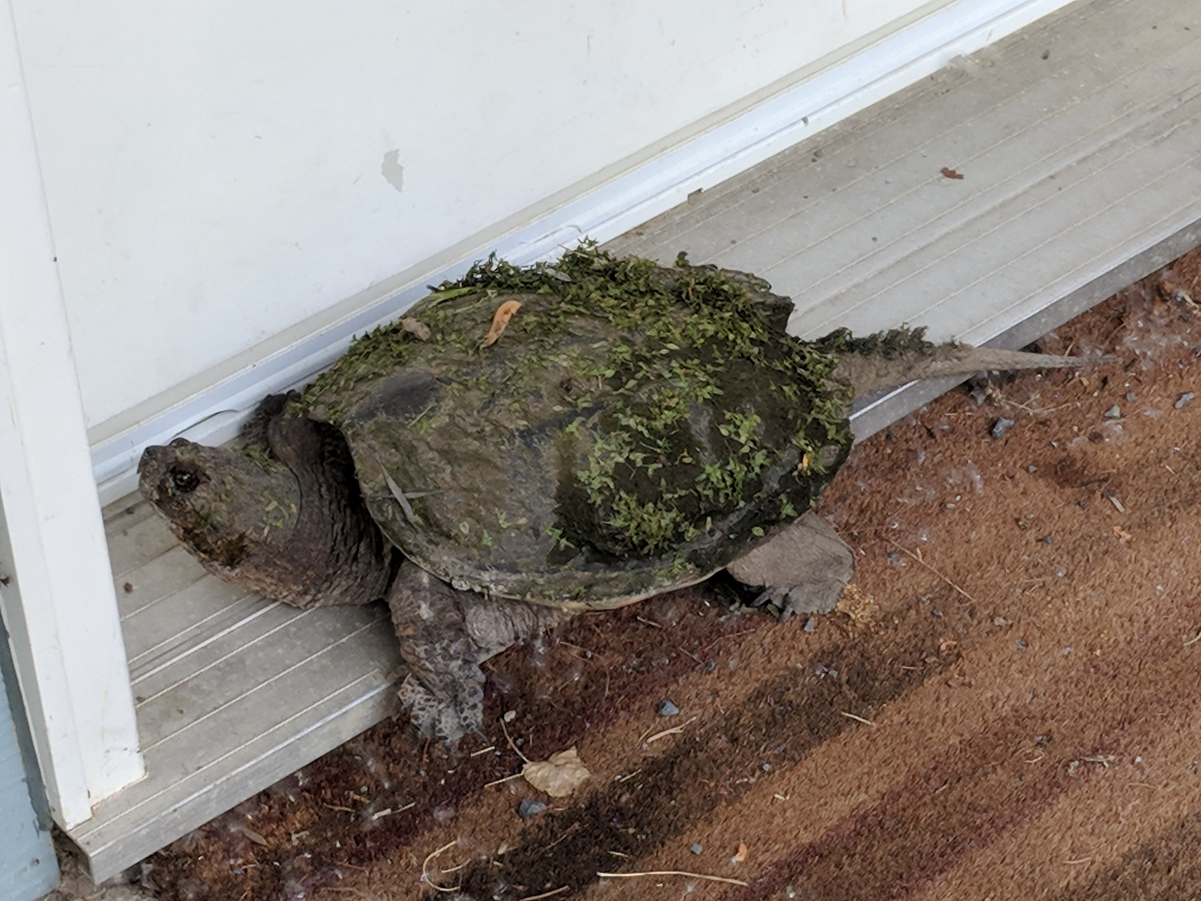 Snapping Turtle at the door!
