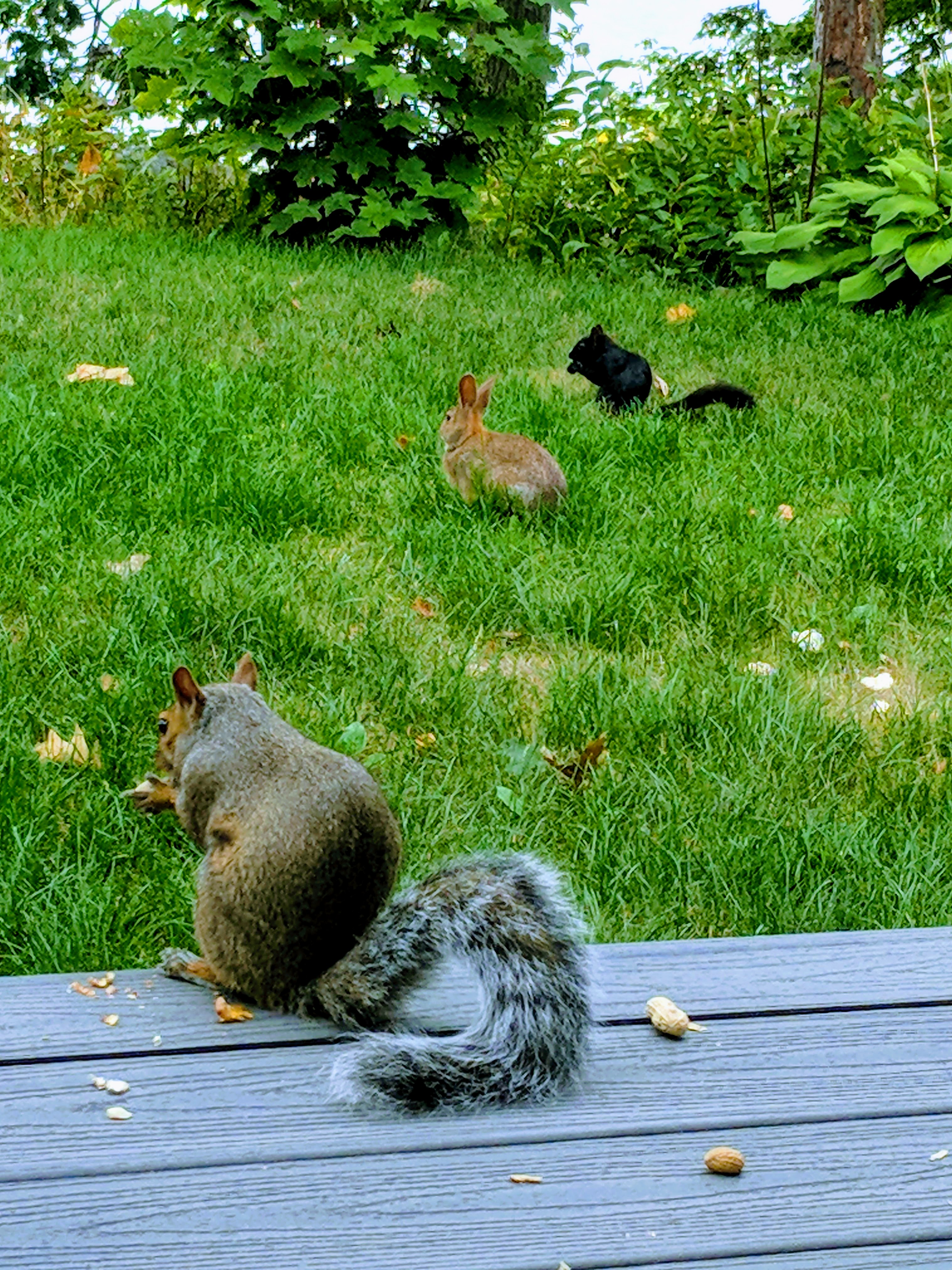 Squirrels and Rabbit