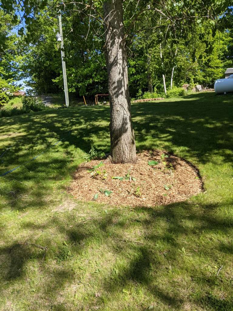 Underplanting - Virginia Bluebells and Yellow Wood Poppy